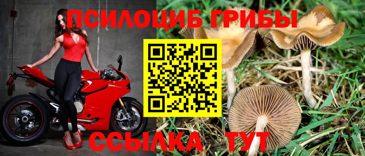 Галлюциногенные грибы Cubensis  где купить   Дербент  Вход с VPN 