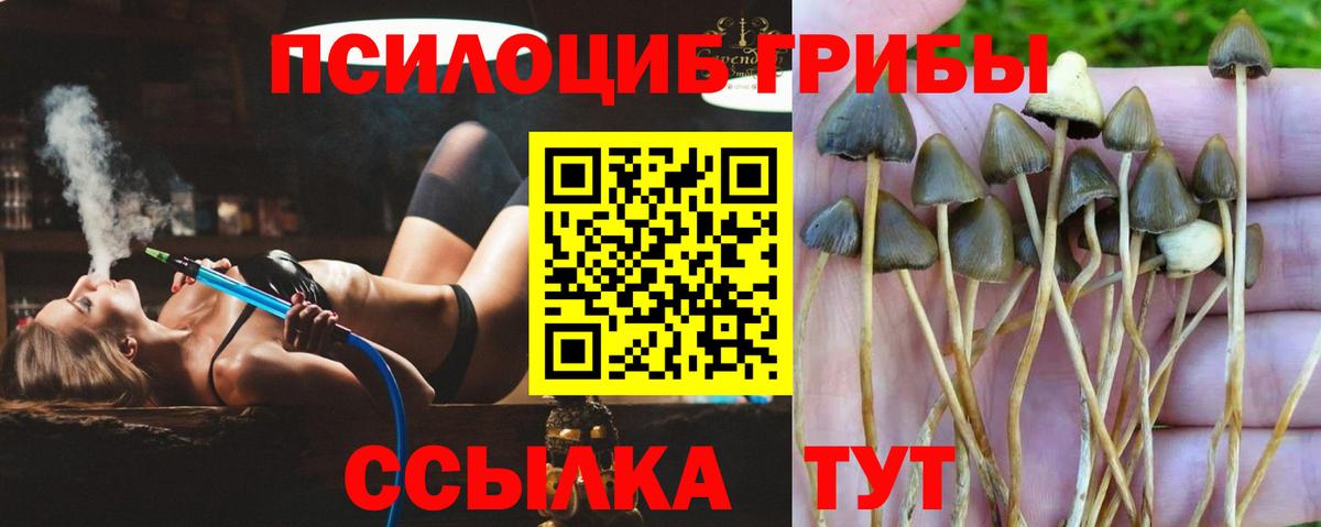 Галлюциногенные грибы Cubensis Дербент